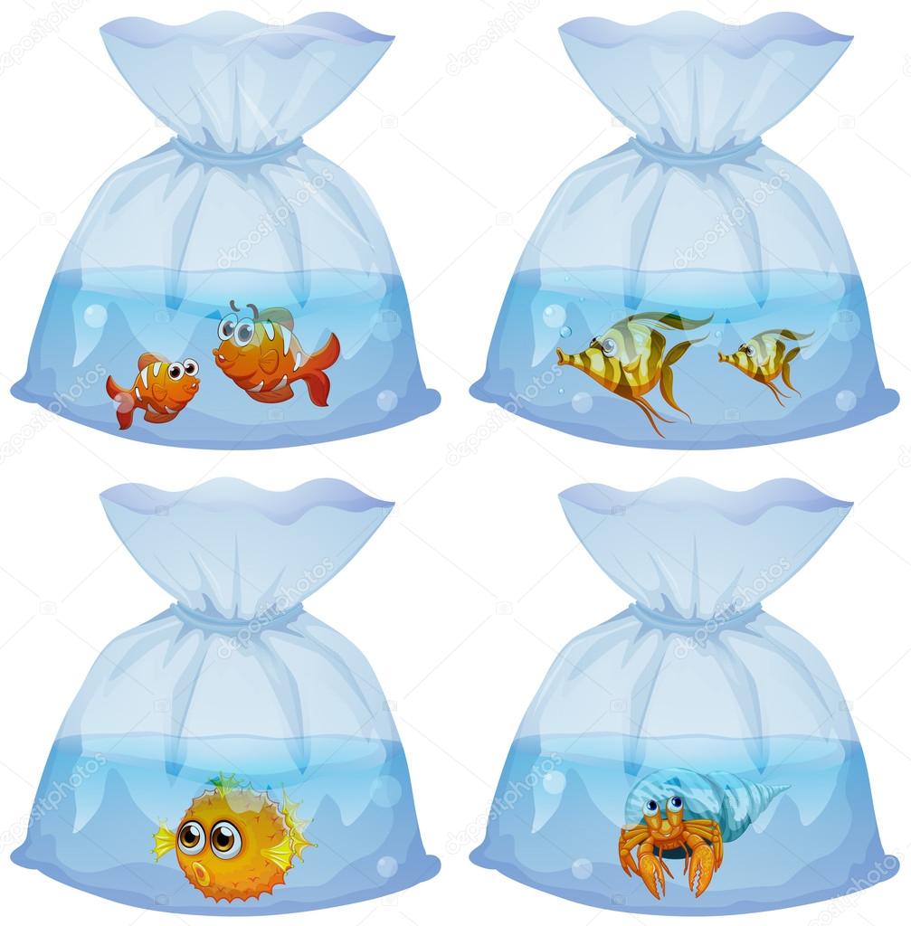 Different kind of fish in the bags Stock Vector by ©interactimages