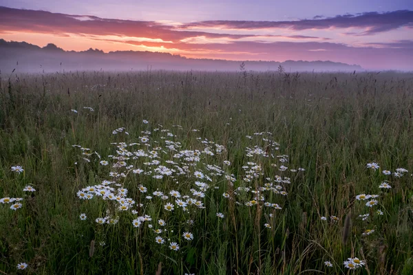 Salida del sol sobre el campo con manzanillas — Foto de Stock