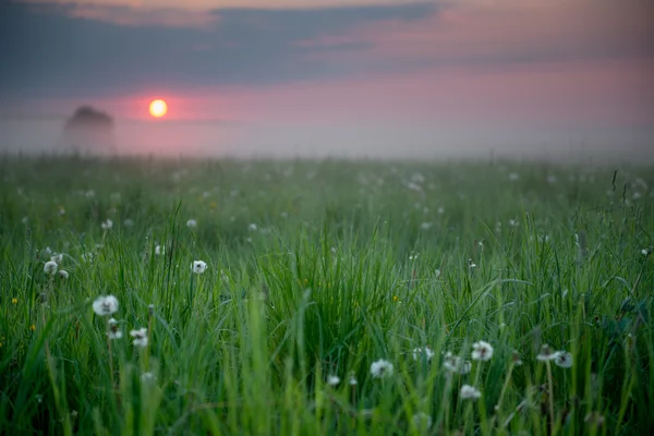 Morgensonnenaufgang in einem Feld — Stockfoto