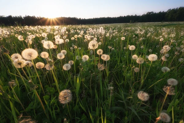 Dandelion field at sunset — Stock Photo, Image
