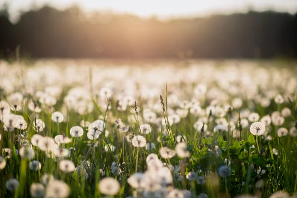 Dandelion field at sunset — Stock Photo, Image