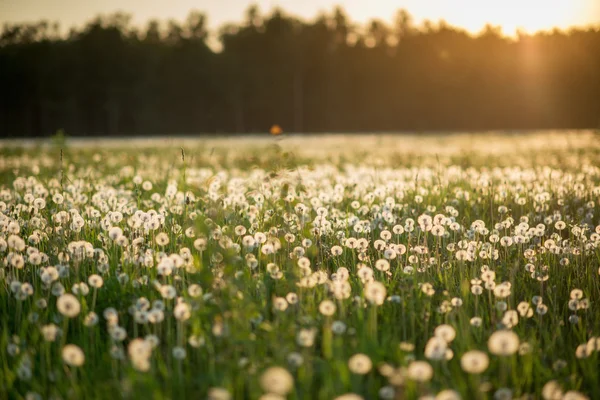 Campo con denti di leone bianchi — Foto Stock