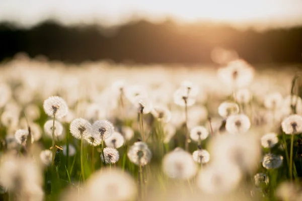 Dandelion field at sunset — Stock Photo, Image