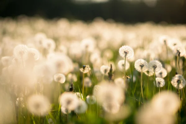 Amazing field with white dandelions — Stok fotoğraf