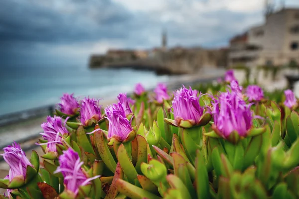 Close-Up mor çiçekler — Stok fotoğraf