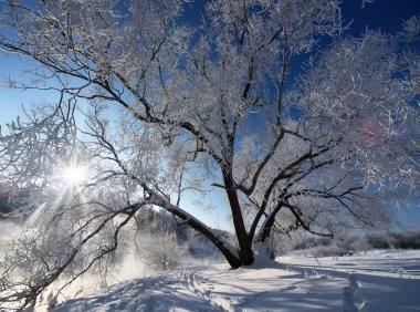 Frozen tree with sunlights