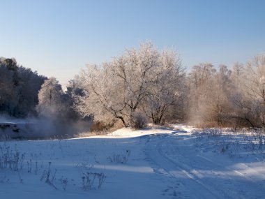 Frozen trees on a riverbank