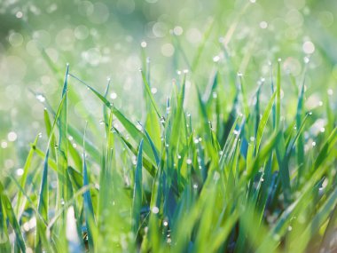 güzel doğal arka plan