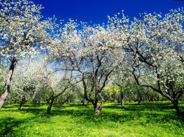 Landscape with blooming apple trees