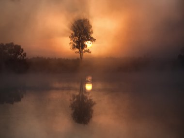 Trees silhouettes in a fog