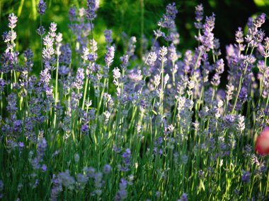mor lavanta çiçekleri