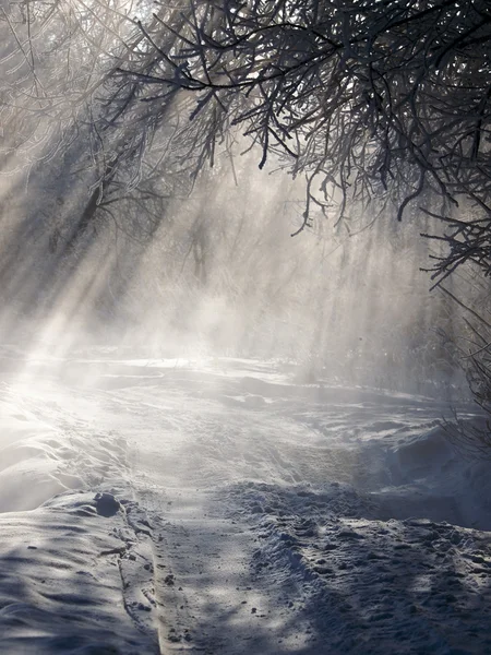 Carretera en bosque de invierno — Foto de Stock