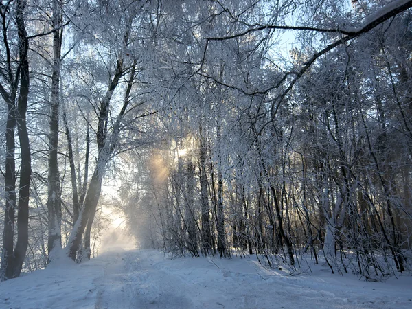 Paisaje invierno —  Fotos de Stock