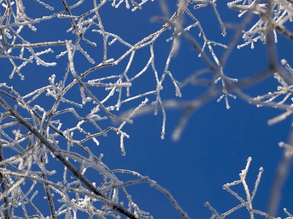 Frozen branches — Stock Photo, Image