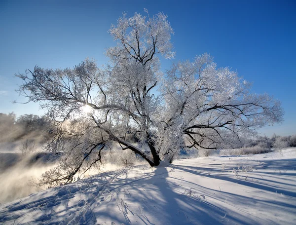 Frozen tree with sunshine — Stockfoto