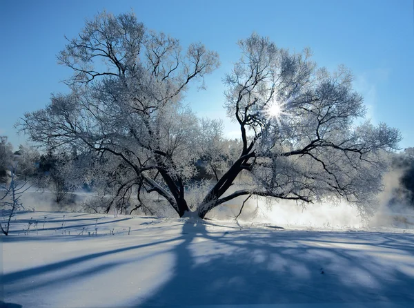 Frozen trees on a riverbank — Stok fotoğraf