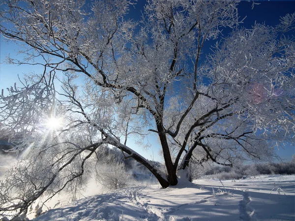 Paisaje invierno —  Fotos de Stock