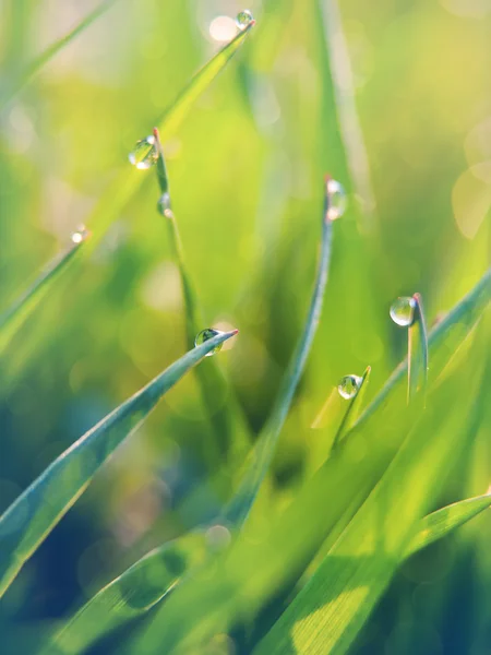 Krásný přirozený bokeh — Stock fotografie