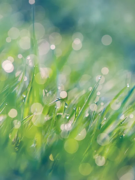 Beautiful natural bokeh — Stock Photo, Image