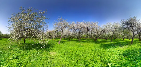Alberi di mele in fiore — Foto Stock