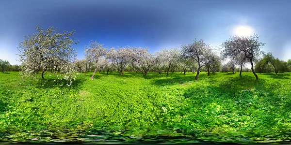 Blommande äppelträd — Stockfoto