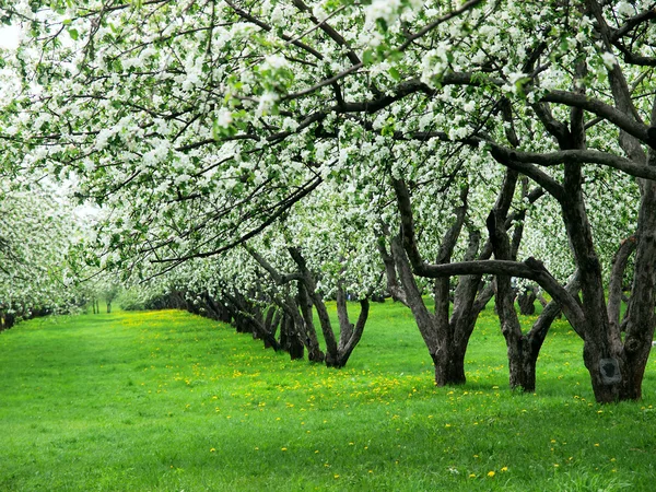 Blooming apple trees. — Stock Photo, Image