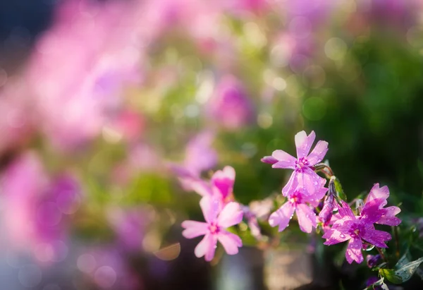 Violet flowers — Stock Photo, Image