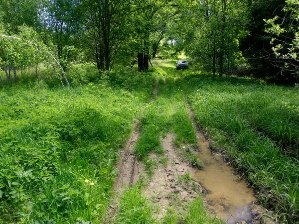 Schlechte Straße im Wald — Stockfoto