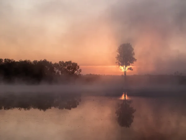 Trees silhouettes in a fog — Zdjęcie stockowe