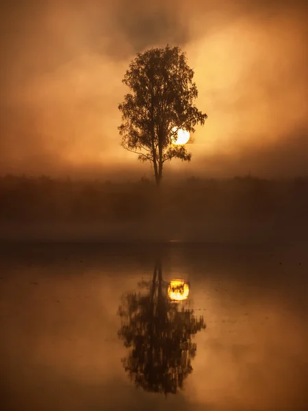 Trees silhouettes in a fog — Zdjęcie stockowe