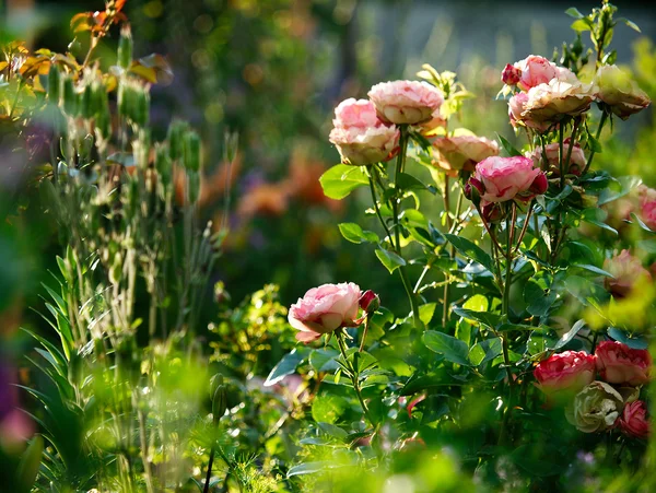 Rose bush in   garden. — Stock Photo, Image