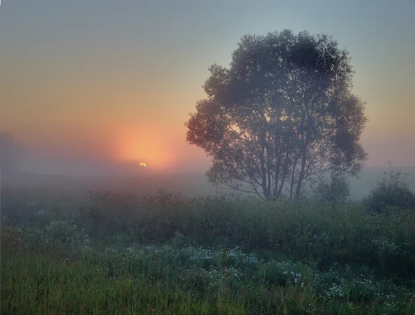 Beautiful sunrise in field — Stock fotografie