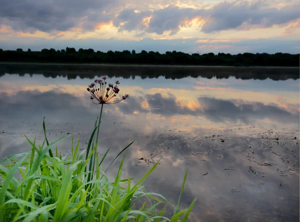 Flower on a riverside of Oka river — Stock fotografie