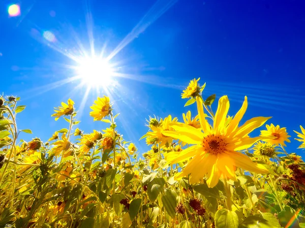 Field of beautiful sunflowers — Stock Photo, Image