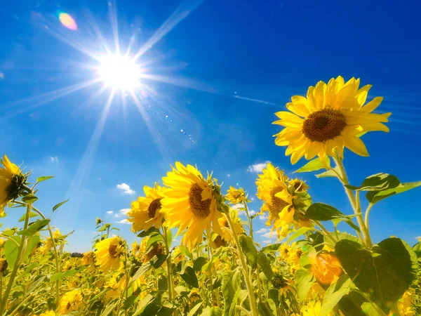 Campo de hermosos girasoles — Foto de Stock