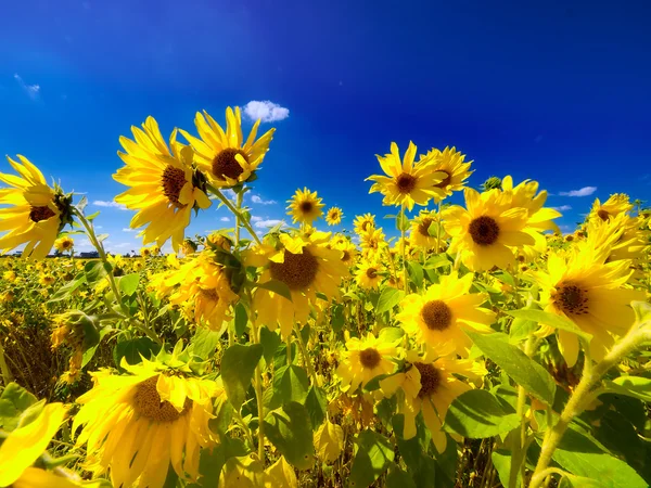 Campo de hermosos girasoles . — Foto de Stock