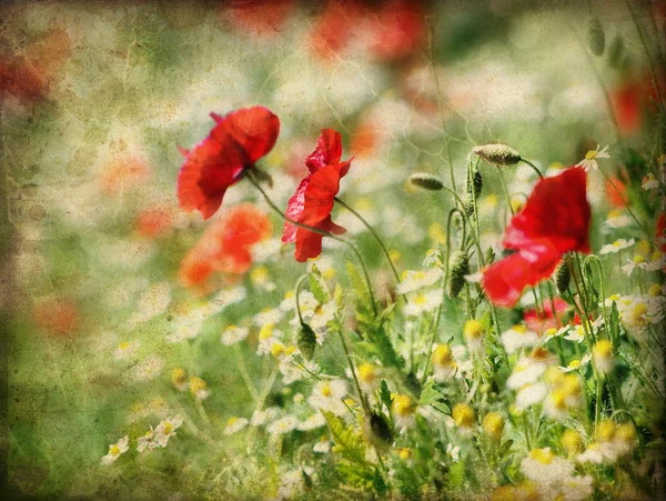 Red poppies and daisy flowers — Stock Photo, Image