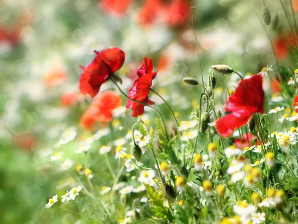 Amapolas y flores de margarita — Foto de Stock