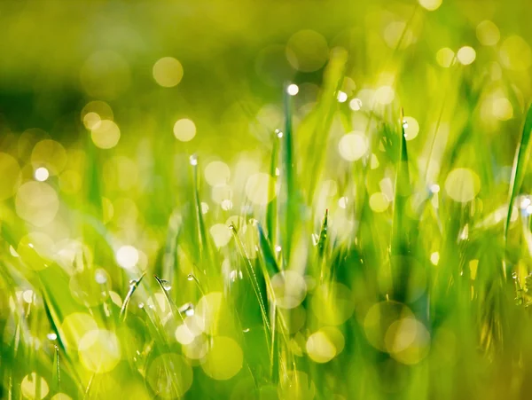 Green grass in dews — Stock fotografie