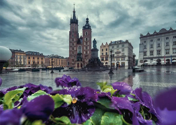 Violet flowers of Market square — Stock fotografie