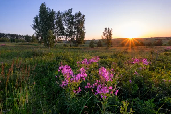 Campo con hermosas flores violetas — Foto de Stock