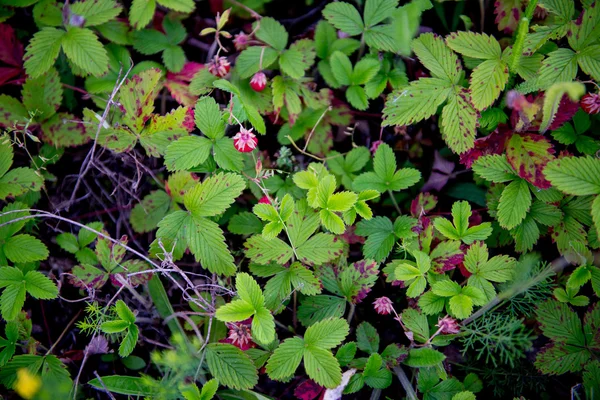 Wilde aardbeien in een veld — Stockfoto