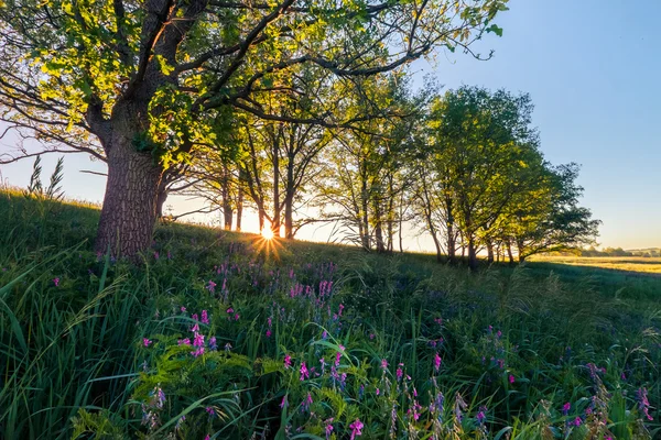 Zomer veld met bloemen — Stockfoto