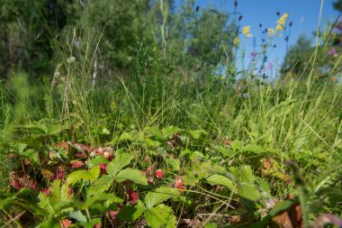 A lot of wild strawberries