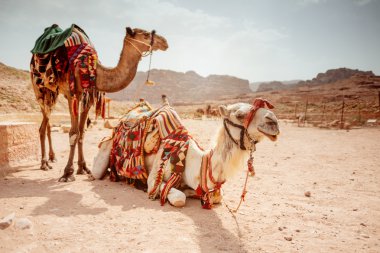 Camels at the ancient site of Perta.