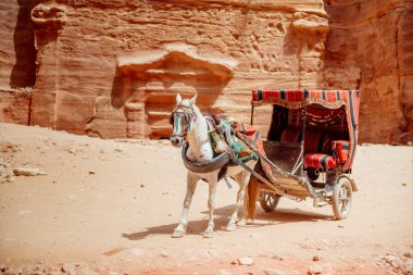 View of horse with cart