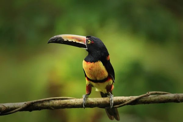 Комір Aracari вистрілив в Коста-Ріці — стокове фото