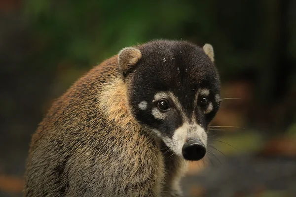 Fehérorrú koati — Stock Fotó