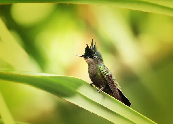 Hummingbird Crested Antillean — Foto Stock