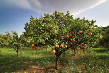 Portakal, Sicilya ve ağaç üzerinde